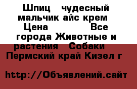 Шпиц - чудесный мальчик айс-крем › Цена ­ 20 000 - Все города Животные и растения » Собаки   . Пермский край,Кизел г.